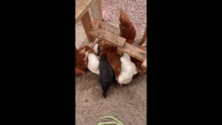 Chickens dust bathing