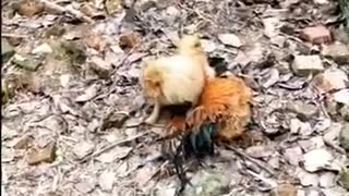 Dog Vs Chicken - funny fight video