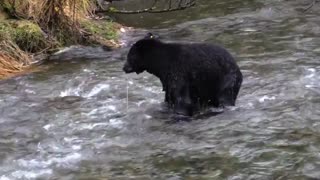 Black bear trying to catch a fish