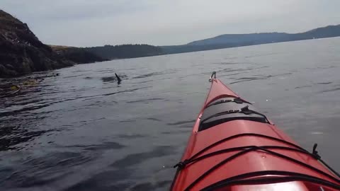Incredibly YOU MUST SEE THIS KILLER WHALES - UNREAL ENCOUNTER ON KAYAK