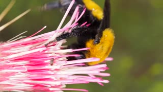 Yellow Bee Loves Fresh Flower Nectar