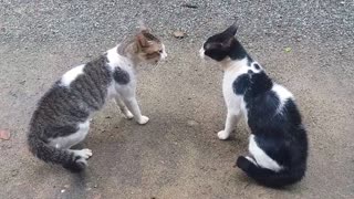 Cats Fighting with sound - Exclusive