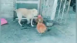 Funny chickens and dogs