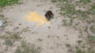 Baby raccoon eating