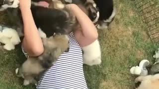 The dog plays with a human