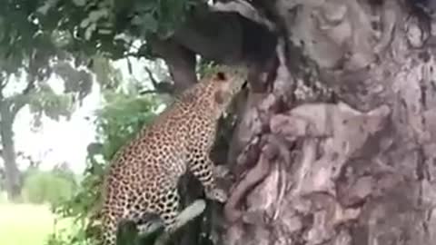 Leopard Jumps Up A Tree