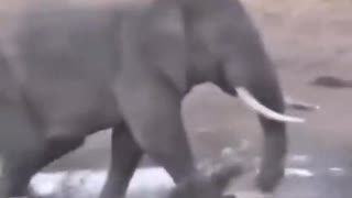 Elephant attack to Rhino