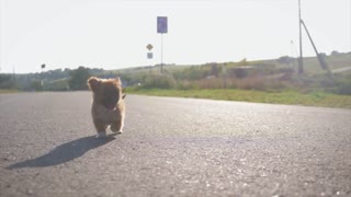 Dog Puppy Road Running