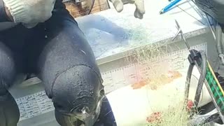 Baby Dolphin Rescued from Netting