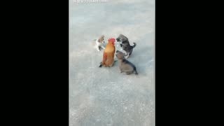 three little puppy playing with hen