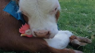 {Unlikely Friends Embrace at Animal Sanctuary}