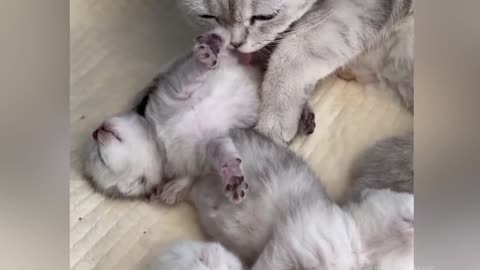 Gentle Golden Retriever Adores Cat Best Friends Newborn Kittens