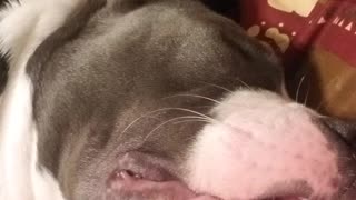 American Bulldog loudly snores like old man
