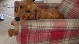 Golden Retriever caught sitting in chair watching the news
