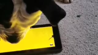 Gamer dog catches all the mice on tablet game
