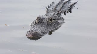 large american alligator swimming in a lake