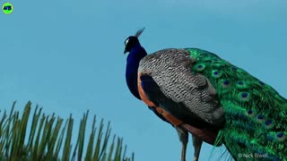Beautiful singing peacock