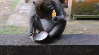 Monkey eating a cookie at Bali Indonesia
