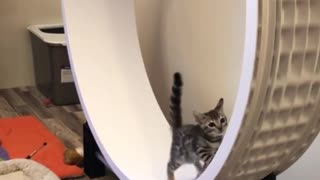 Bengal Kitten Takes His Turn On The Wheel