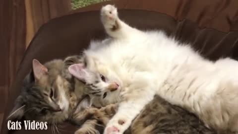 Two Cats Sleep in A Romantic way.