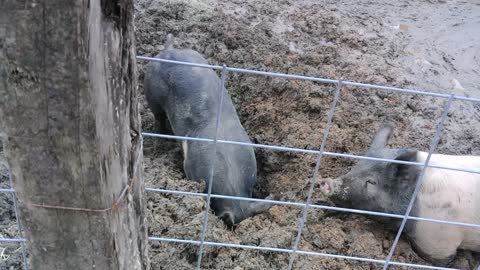 Pigs havin' a rootin' good time in the mud!