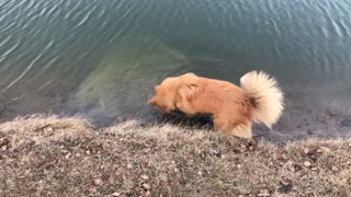 Funny dog cleans the lake