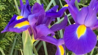 Irises uno