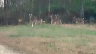 Driveway deer traffic