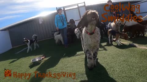 CoolWag Smiddies #1 Dogs on Thanksgiving