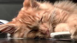 Cat relaxing music| Relaxing music piano| Cat Sleeping Music| Nature sounds relaxing music|