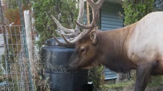 Friendly wild elk eats out of compost bin