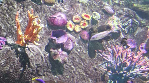 Aquarium fish swimming gracefully amongst colourful coral