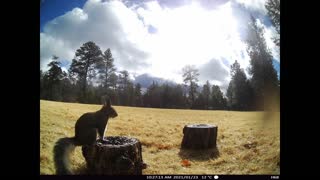 When A Squirrel Jukes Your Wildlife Camera!
