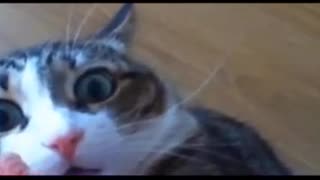 Funny Cat Compilation 1 minute video