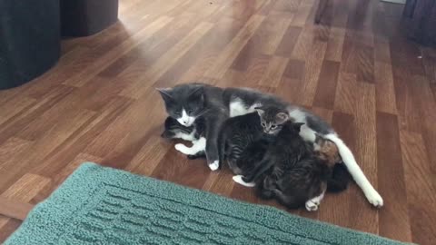Friendly Dachshund Befriends Curious Kitten While Mom Keeps Watch
