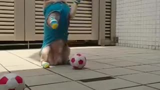 training dog to catch balls🐕