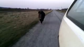 Wild boar chases after vehicle in Ukraine