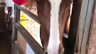 Horse with fashion hair