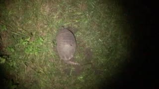 Armadillo eating up our front yard
