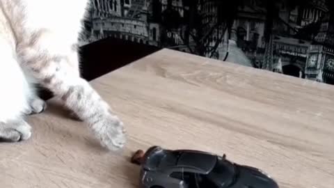 cat and toy car