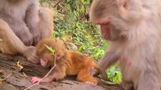 Mother monkey and Newborn Baby monkey 2