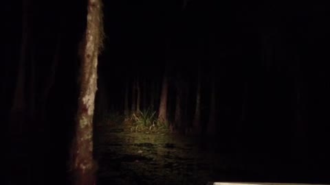 Night Ride Through a Louisiana Swamp