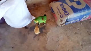 chick and parrot fight, see what happens