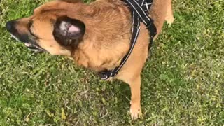Cute dog tricks