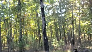 Dog chases Deer (Mouse) up a tree