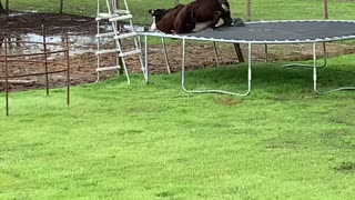 Curious Cow Gets Stuck in Trampoline