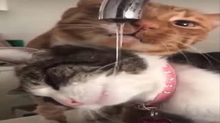 Watch these cats how to drink water