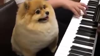 Dog plays piano