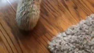 Hedgehog gets head stuck in cardboard