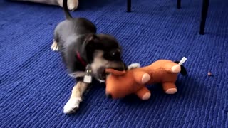 Puppy , Dog playing with friend toy